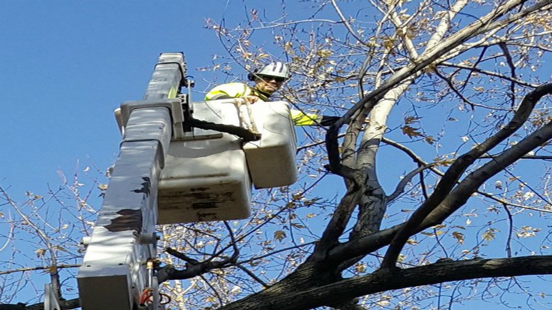 Who Can Help You with Tree Cutting in Spokane Valley, WA?